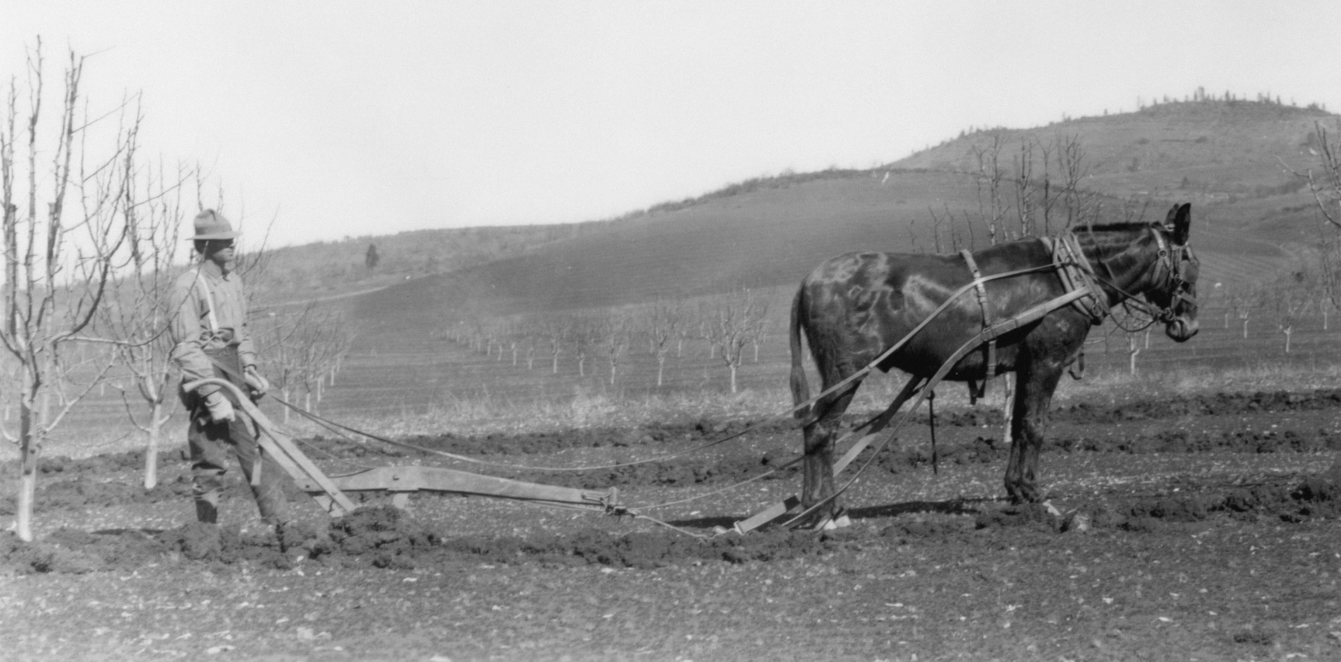 des animaux à la ferme